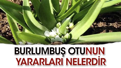 Burlumbuş otu şikayet var